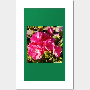 Pretty pink geraniums in my garden Posters and Art